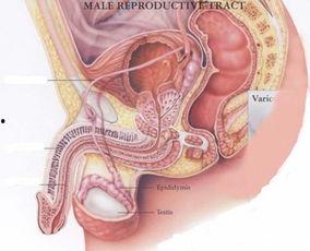 女人肛门图片,肛门健康与护理知识